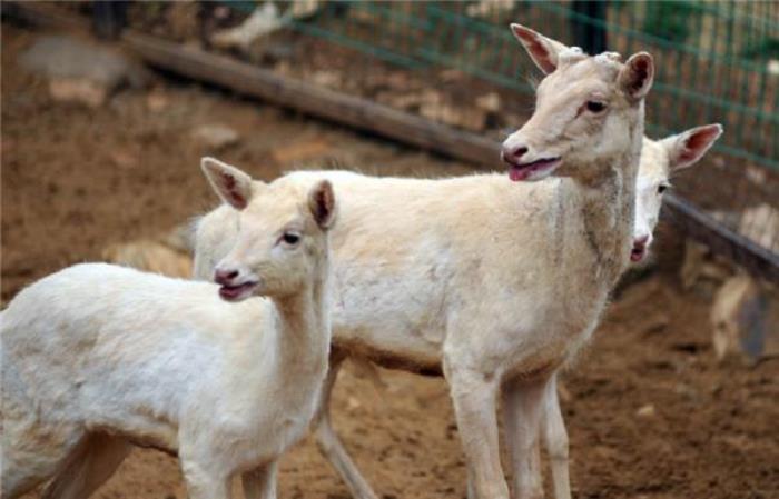 襄阳野生动物世界 襄阳野生动物世界