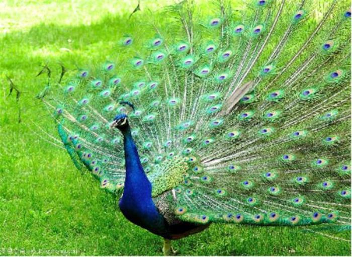 襄阳野生动物世界 襄阳野生动物世界