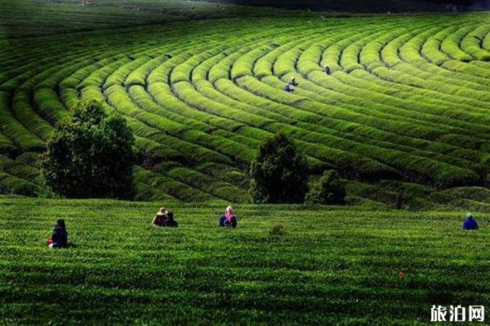 江西凤凰沟风景区 江西凤凰沟风景区