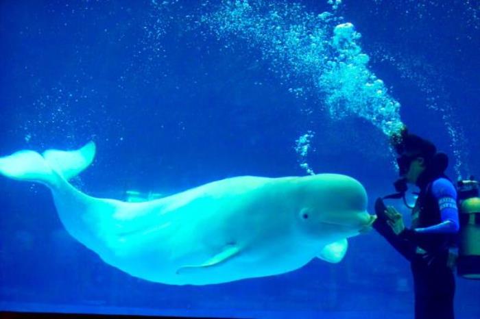 正佳极地海洋世界 正佳极地海洋世界