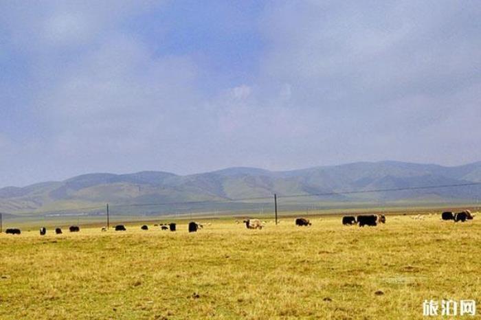金银滩草原 金银滩草原