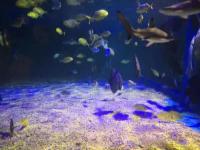 鹏新嘉定海洋世界