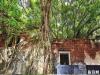 安平树屋